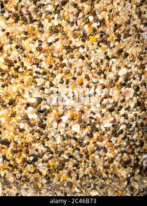 Texture of sand with shells of the sea coast after low tide. Stock Photo