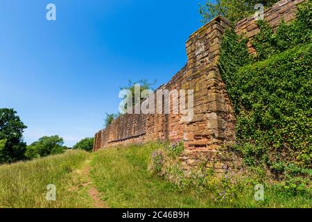 Wildflowers along the southern defensive wall of Kenilworth Castle, Warwickshire, England Stock Photo