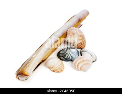 small group of shells isolated on white background Stock Photo