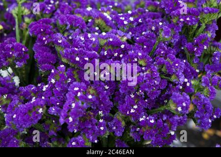 Marsh Rosemary, Sea Lavender or Statice flower background. (Scientific name - Limonium sinuatum) Background Stock Photo
