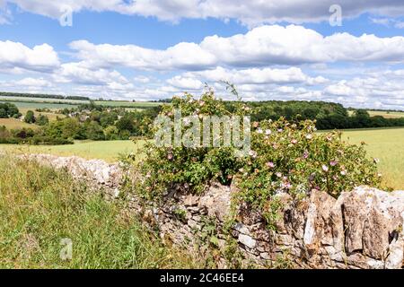 Wild dog rose growing on a dry stone wall overlooking the Cotswold village of Compton Abdale, Gloucestershire UK Stock Photo