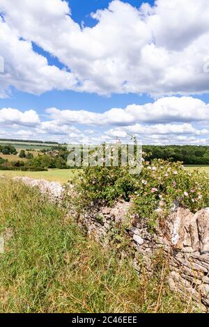 Wild dog rose growing on a dry stone wall overlooking the Cotswold village of Compton Abdale, Gloucestershire UK Stock Photo