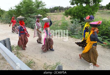 Beawar, India. 24th June, 2020. Labourers of Mahatma Gandhi National Rural Employment Guarantee Act (MGNREGA) go their home after work at a site, on the outskirts of Beawar. Rajasthan recorded engagement of over 112.89 lakh active labourers in MGNREGA works. MGNREGA is an Indian labour law and social security measure that aims to guarantee the 'right to work'. (Photo by Sumit Saraswat/Pacific Press) Credit: Pacific Press Agency/Alamy Live News Stock Photo