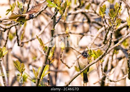 Sparrow flying. Stock Photo