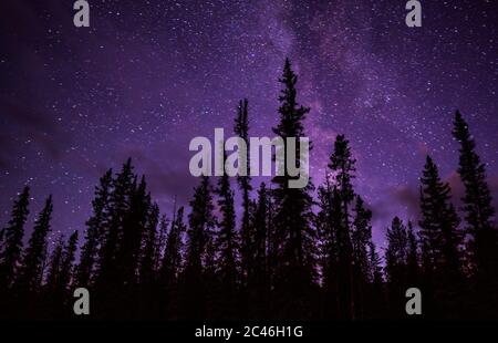 Night Sky With Epic Galaxy Stars Over Head Of Pine Forest Stock Photo