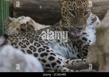 Closeup shot of leopard laying on a stone Stock Photo