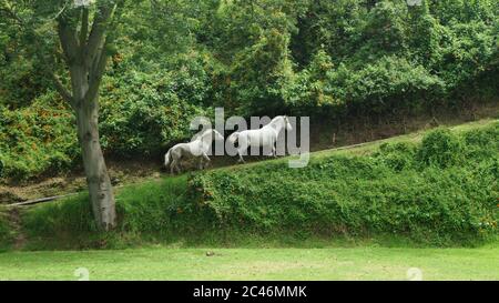 Couple of white horses climbing a path with background of green plants on the nature Stock Photo