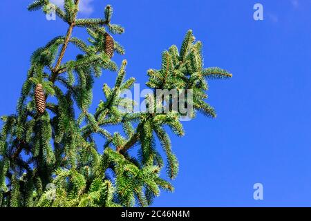 Spruce fresh branch with cones over blue sky. Stock Photo