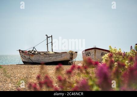 Abandoned fishing boats on Aldeburgh Beach with flowers in the foreground. Aldeburgh, Suffolk. UK Stock Photo