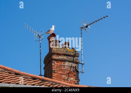Television aerials on a chimney against a blue sky.  Aldeburgh, Suffolk. UK Stock Photo