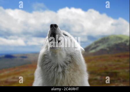 Close-up of white wolf howling on the tundra Stock Photo