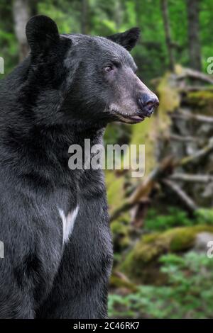 Close-up portrait of American black bear (Ursus americanus) foraging in forest in front of fallen tree Stock Photo