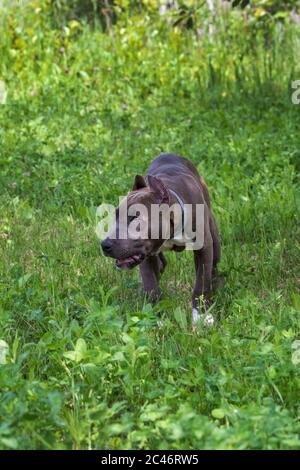 Beautiful puppy American Staffordshire Terrier in the meadow Stock Photo