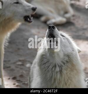 Hudson Bay wolf pack (Canis lupus hudsonicus) white wolves howling near den, native to Canada Stock Photo