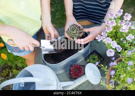 Overhead Shot Of Woman With Teenage Daughter Gardening At Home Planting Succulent Plants In Metal Planter Outdoors Stock Photo