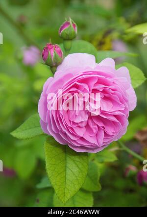Rosa 'Louise Odier' Stock Photo