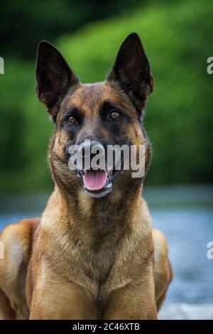 Portrait of a Malinois (Belgian Shepherd Dog) Stock Photo