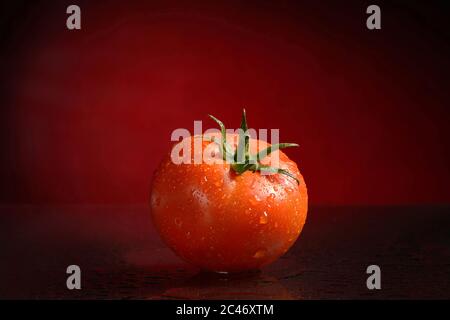 One ripe red tomato on a black and red background with water drops with reflection Stock Photo