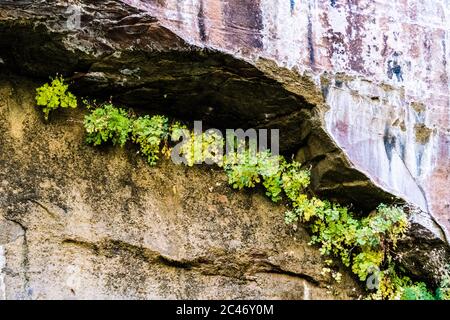 Hanging gardens on the colorful sandstone cliff walls along the Riverside Walk in Zion National Park, Utah, USA Stock Photo