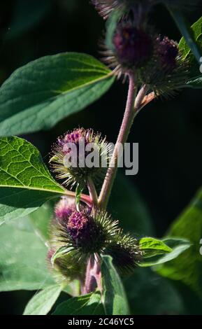 Arctium majus known as Great Burdock is a weed that is edible Stock Photo
