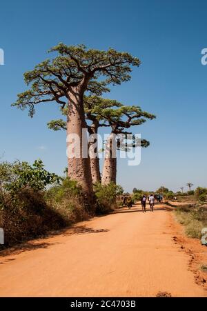 Baobabs along the sandy track near Morondava in Madagascar  Stock Photo