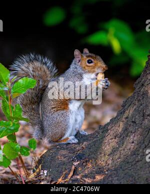 Squirrel Eating a Nut Stock Photo