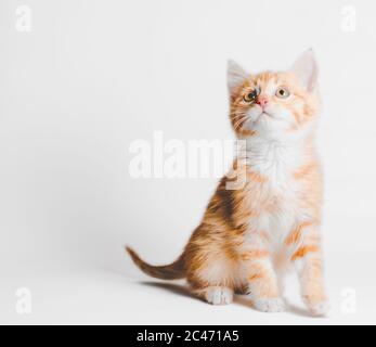 ginger red tabby kitten sits and looks up on a light background Stock Photo
