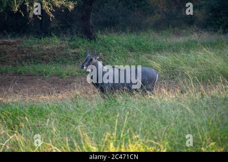 nilgai gazing at ranthambore national park of rajasthan Stock Photo