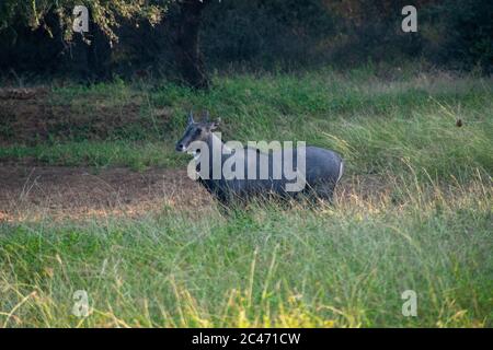 nilgai gazing at ranthambore national park of rajasthan Stock Photo