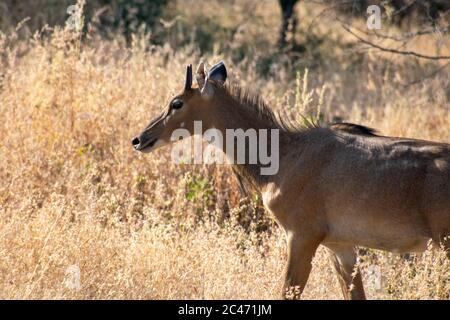 common eland gazing at ranthambore of rajasthan