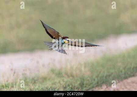 Bee Eater; Merops apiaster; in Flight; Hungary Stock Photo