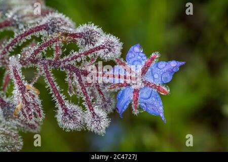 Borage; Borago officinalis; in Dew; UK Stock Photo