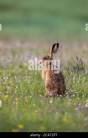 Brown Hare; Lepus europaeus; UK Stock Photo