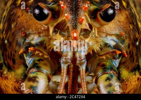 Face of cute live lobster with details. Macro shot. Stock Photo