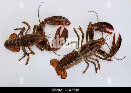 Live lobsters isolated on white background. Top view. Stock Photo