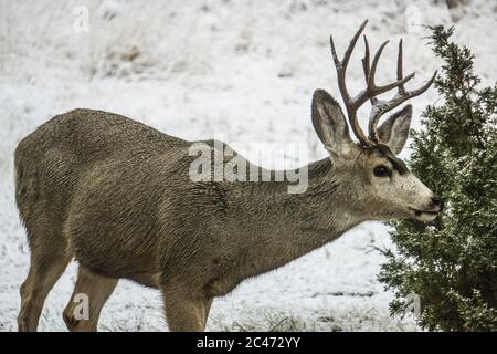 Deer from places around Montana Stock Photo