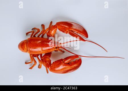 Cooked large lobster isolated on a white background. Stock Photo