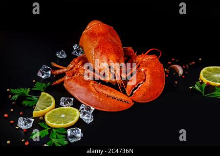 Cooked red lobster with spices on a black background. Stock Photo