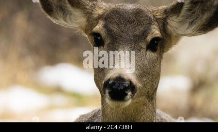 Deer from places around Montana Stock Photo
