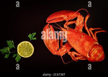 Red ocean lobster on black surface. Top view. Seafood concept. Stock Photo