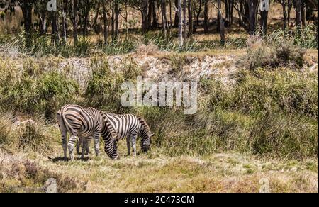 Beautiful view of two zebras grazing in a pasture Stock Photo