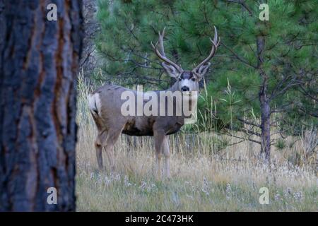 Deer from places around Montana Stock Photo