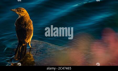 Bird Posing on Rock and Looking at You Stock Photo
