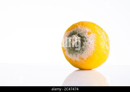 Rotten lemon on white background Stock Photo