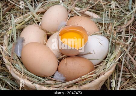 Farm chicken eggs in a basket. Broken egg. Bright yolk. Stock Photo