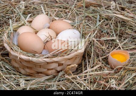 Village chicken eggs.Homemade eggs close up view. Easter. Stock Photo