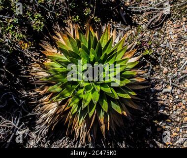 High angle shot of a Lobelia deckenii in a field under the sunlight at daytime - natural concept Stock Photo