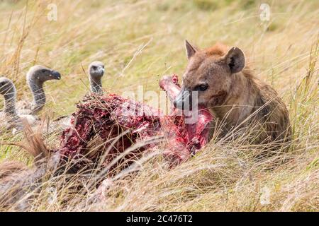 spotted hyena, or laughing hyena, Crocuta crocuta, feeding on blue wildebeest, Connochaetes taurinus, and white-backed vulture, Gyps africanus, lookin Stock Photo