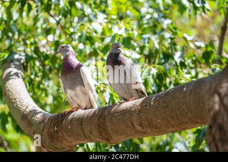 Two Pigeons Sitting On Tree Branch Stock Photo