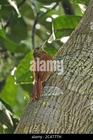 Amazonian Barred Woodcreeper (Dendrocolaptes certhia certhia) adult clinging to tree trunk  Cano Carbon, Inirida, Columbia     November Stock Photo